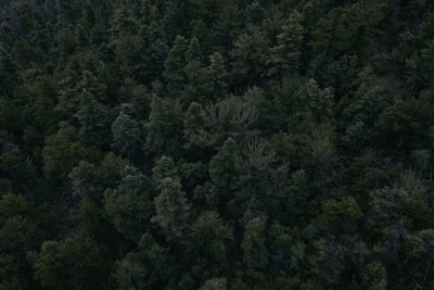 Trees aerial photography
